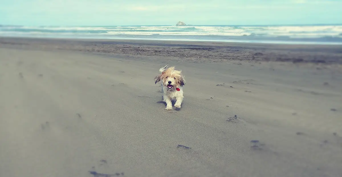 A small dog runs towards us, at the beach